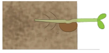 Diagram: shoot bending upward toward sunlight and root growing downward into soil
