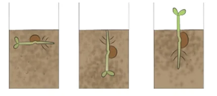 Experiment setup showing seed with root growing downward and shoot growing upward toward light